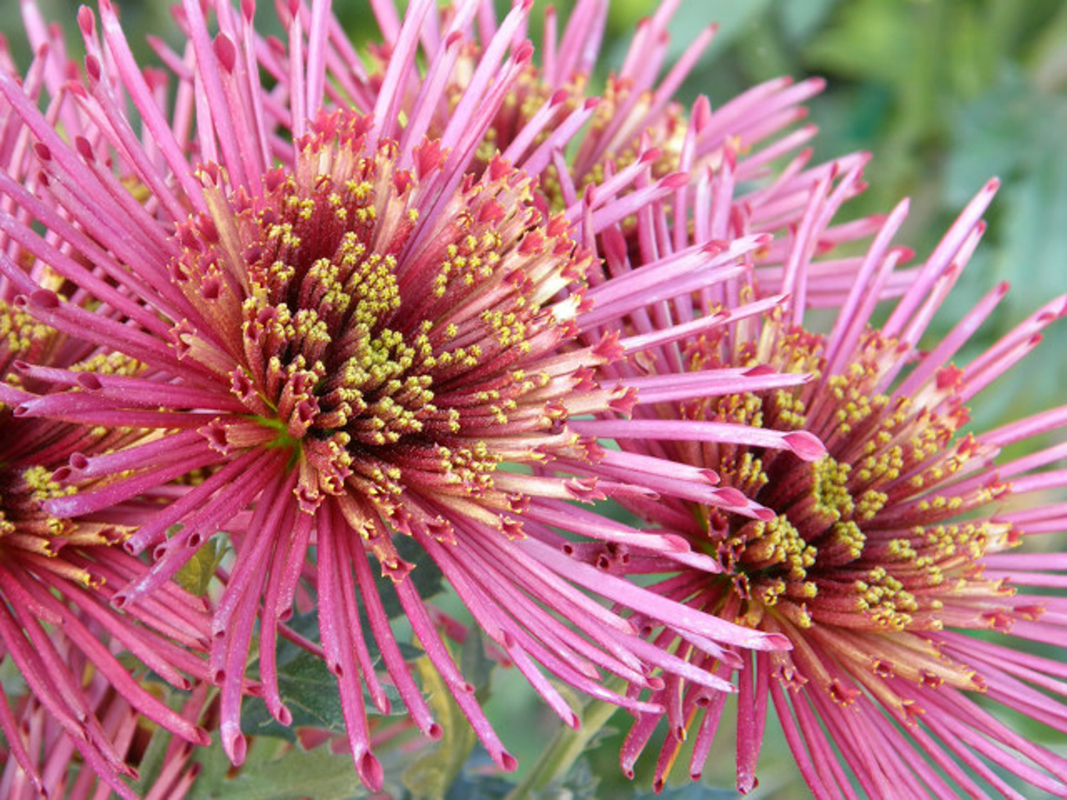 Chrysanthemum