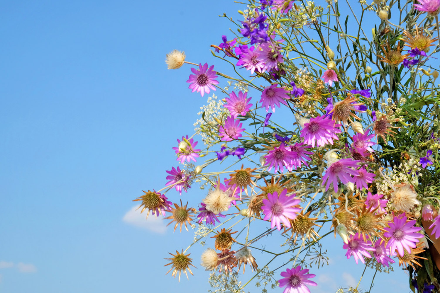 Chrysanthemum