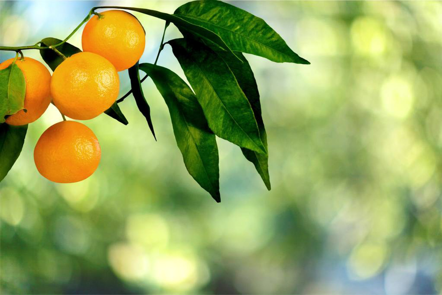 a mandarin orange