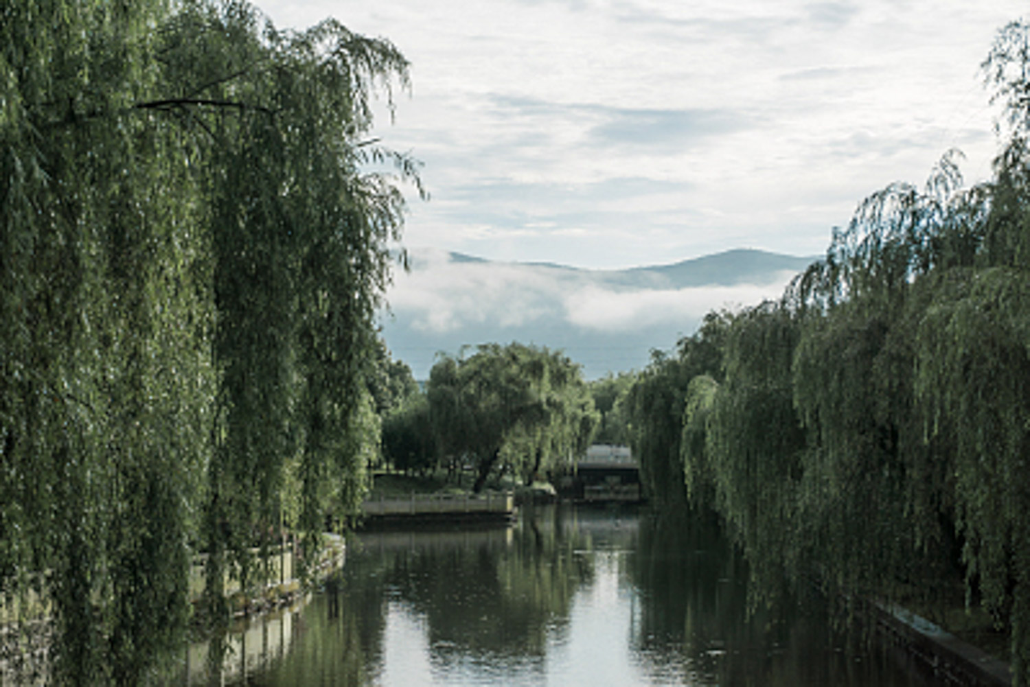 Weeping willow