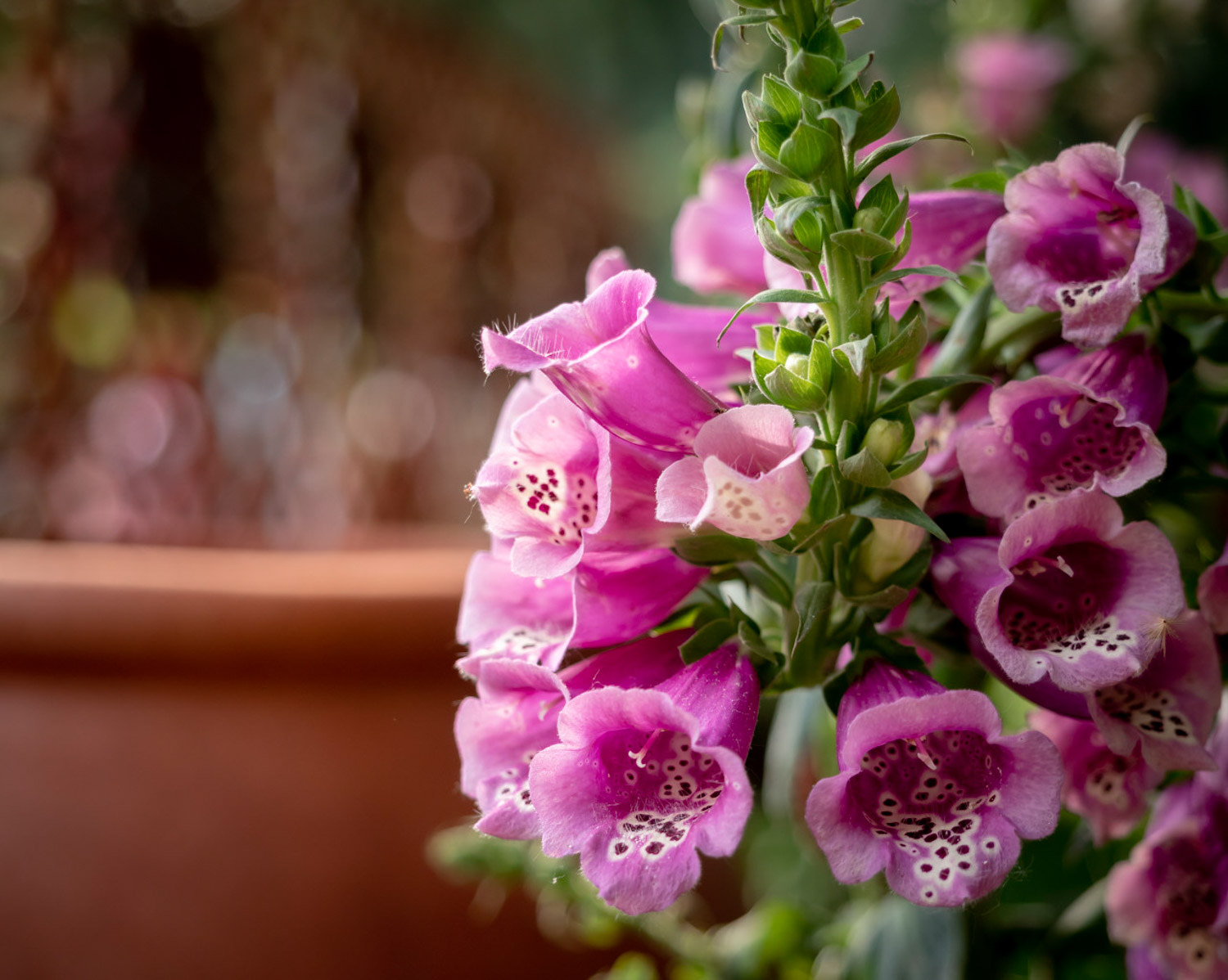 Foxglove