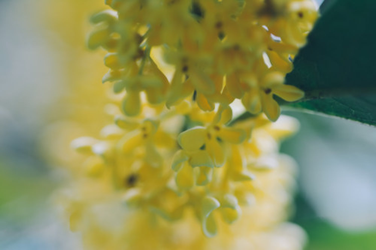 sweet-scented osmanthus