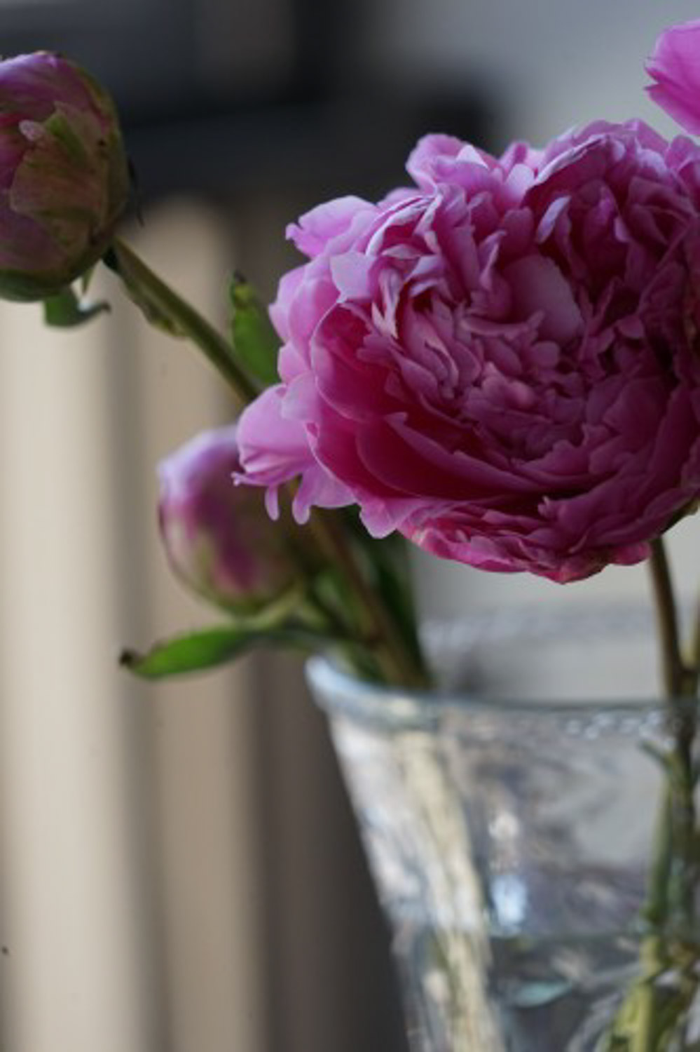 Chinese herbaceous peony