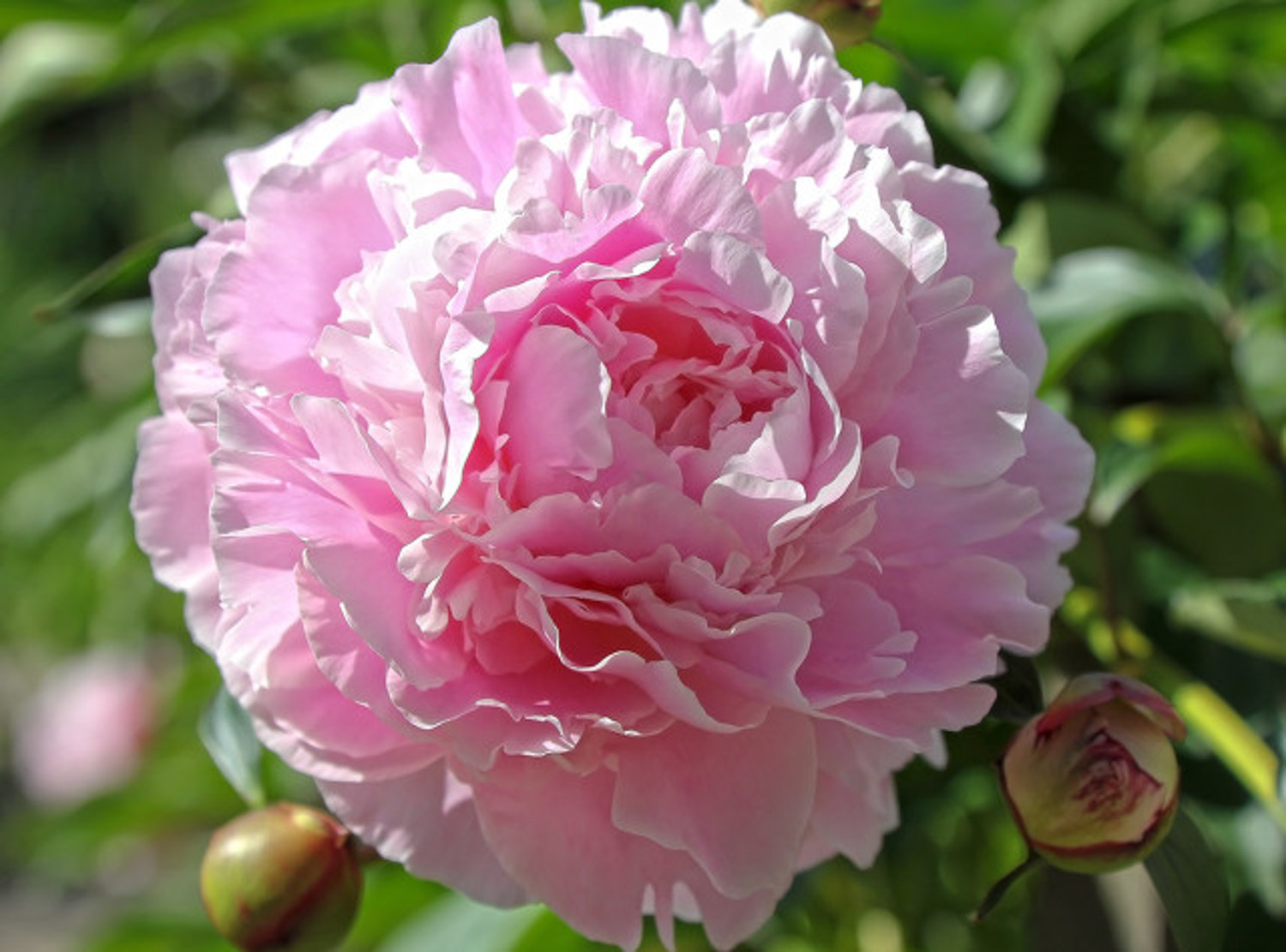 Chinese herbaceous peony