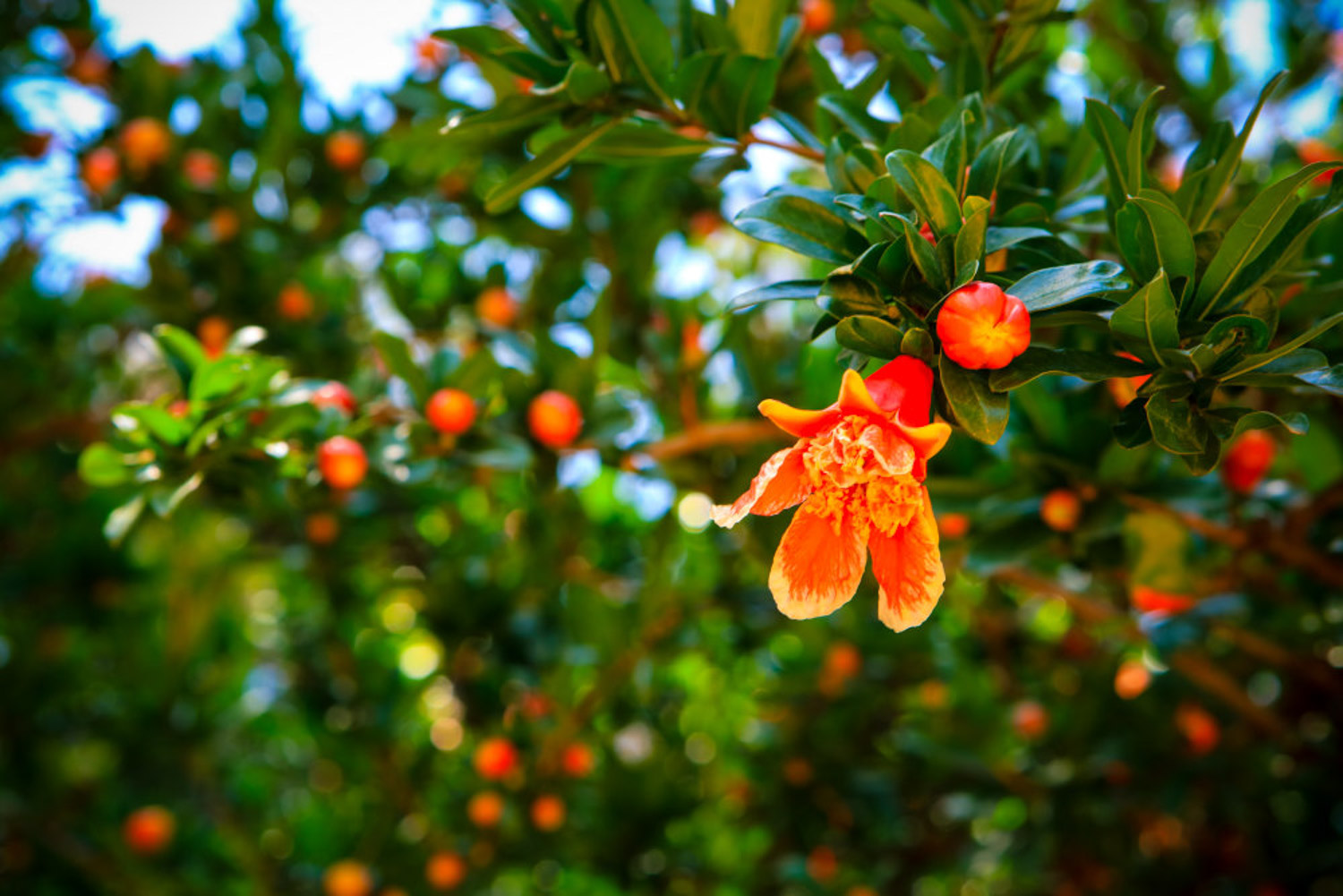 pomegranate flowers