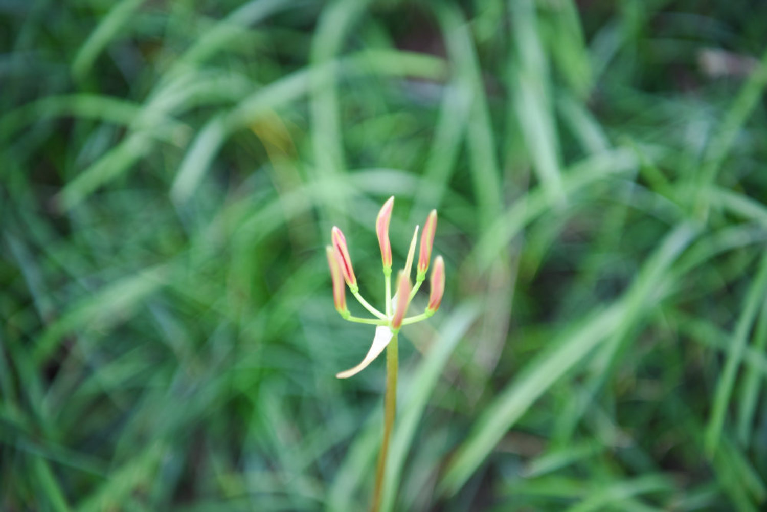 Lycoris radiata