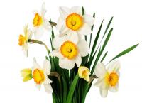 How to save the seed ball of daffodils and how to choose the seed ball of daffodils