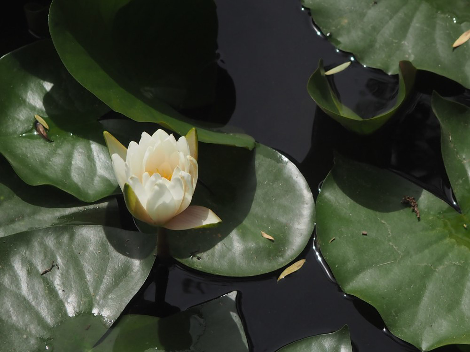 Water lilies