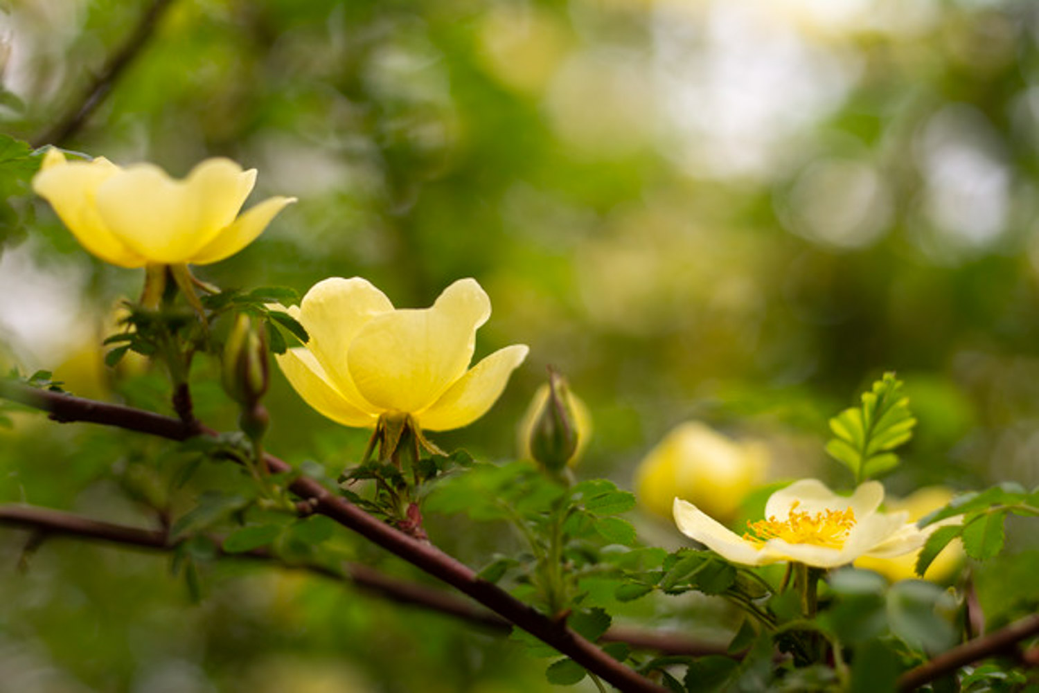 yellow rose