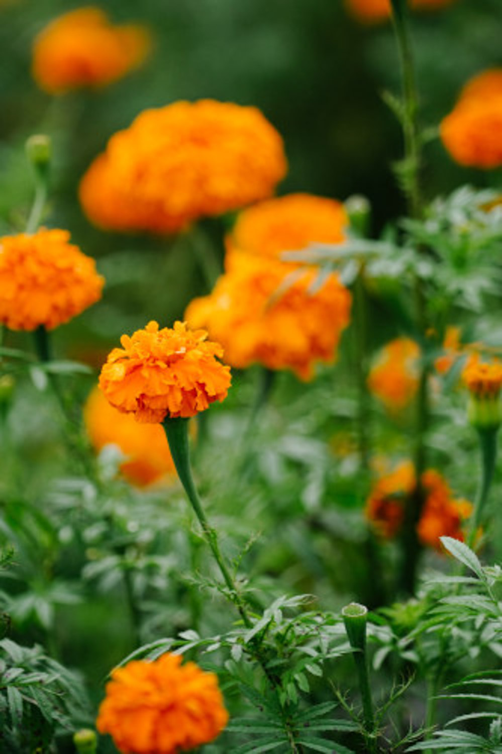 Marigold