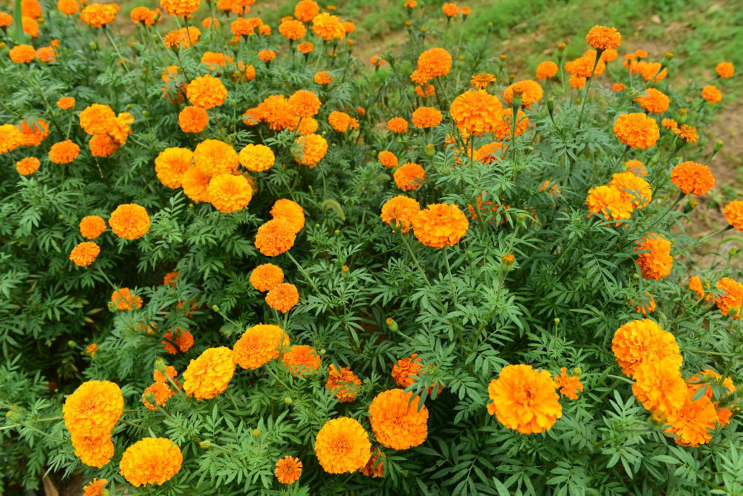 Marigold