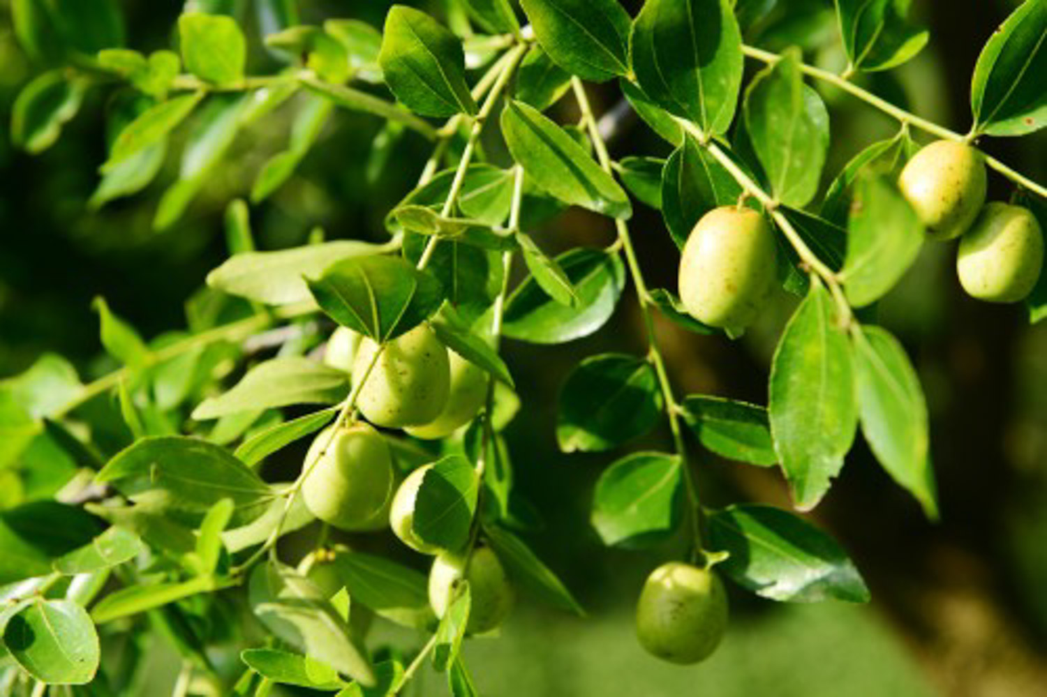 jujube tree