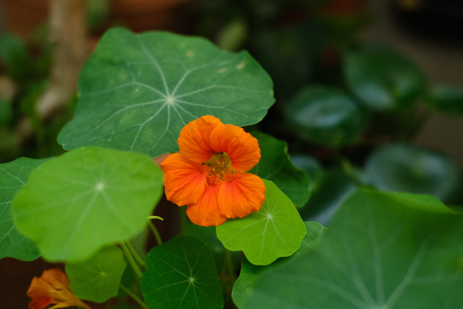 garden nasturtium