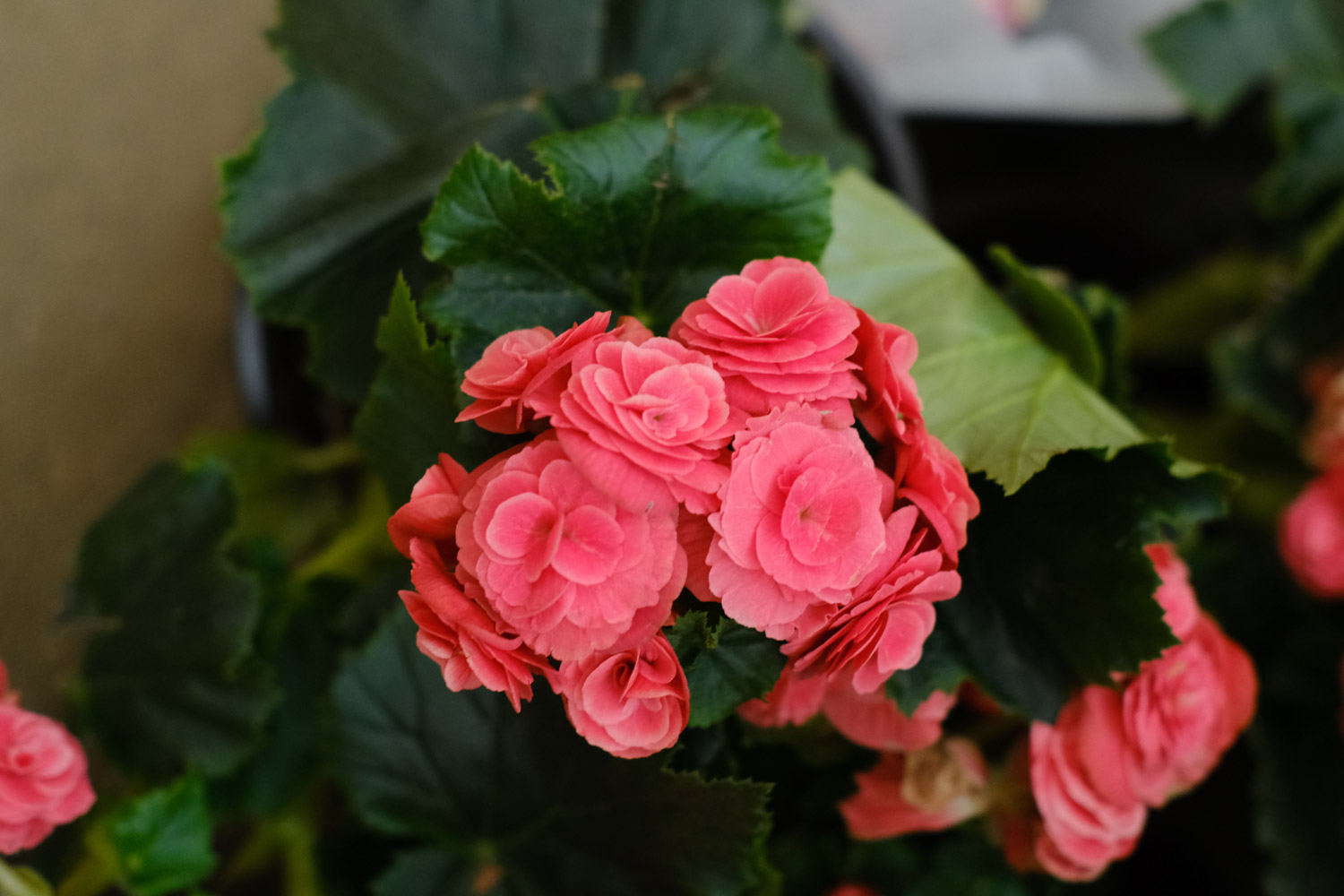 Rieger Begonia