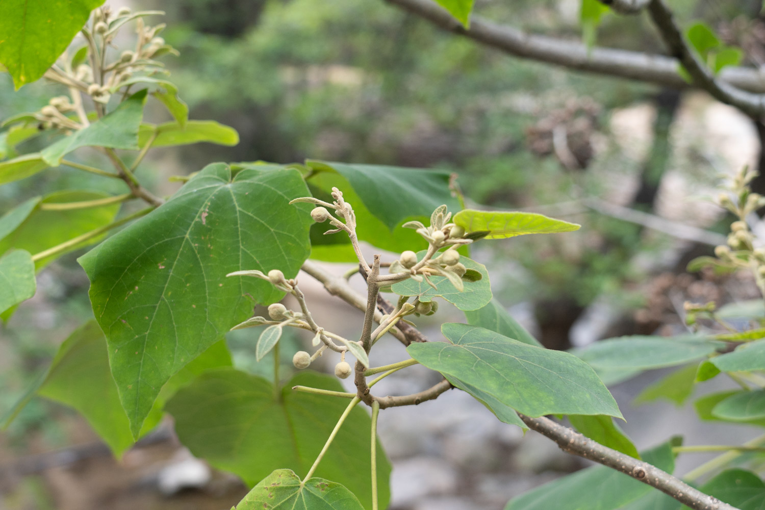 Paulownia