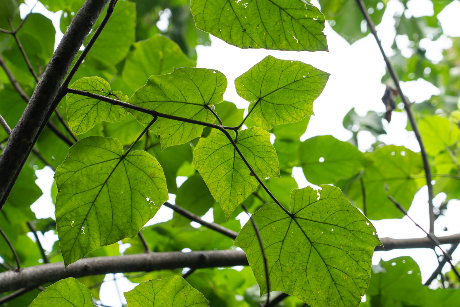 Paulownia