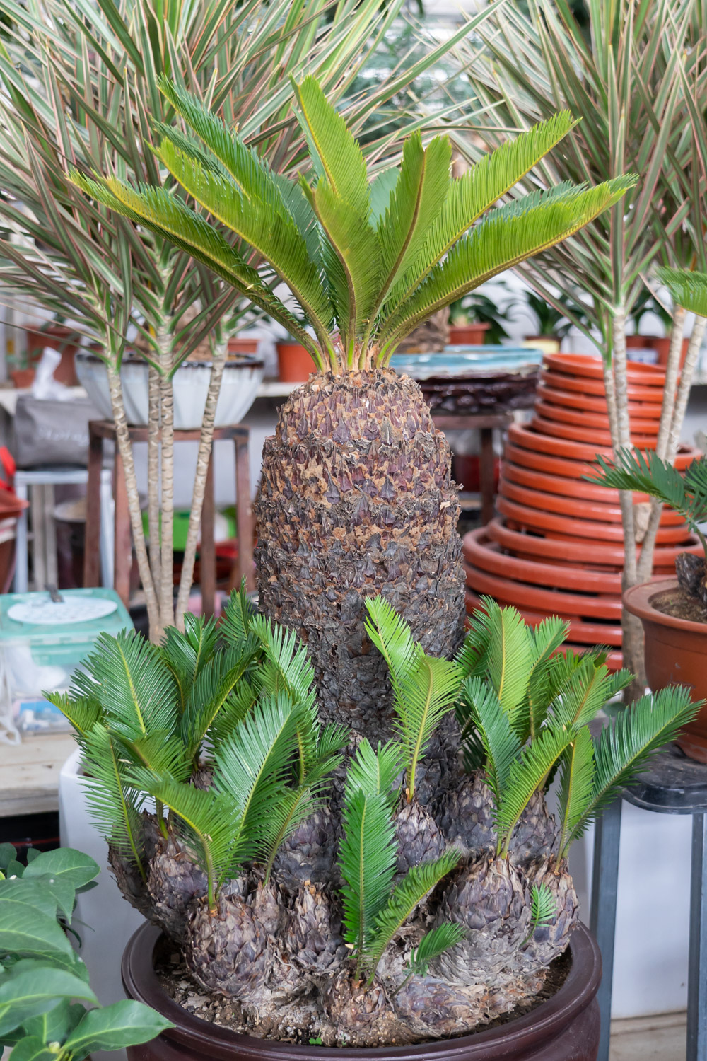 Cycas