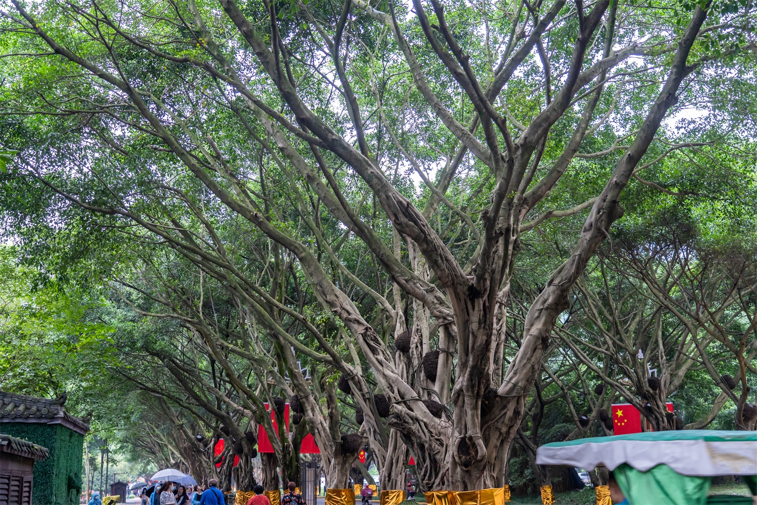 banyan