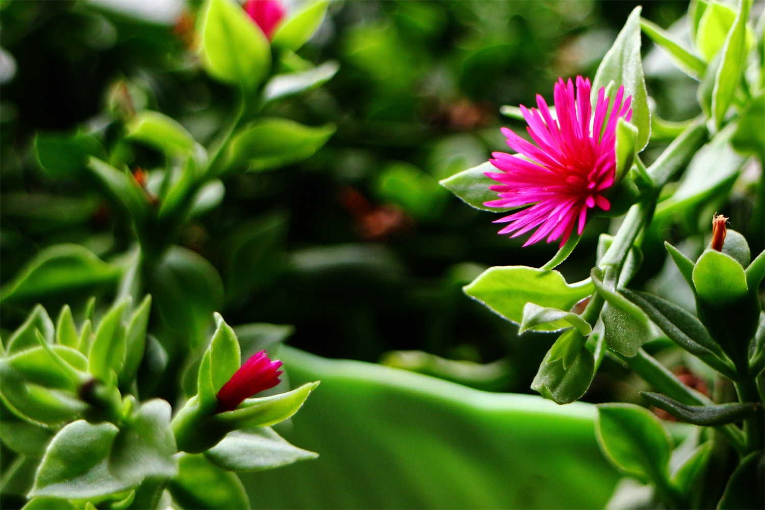 Sedum spathulifolium