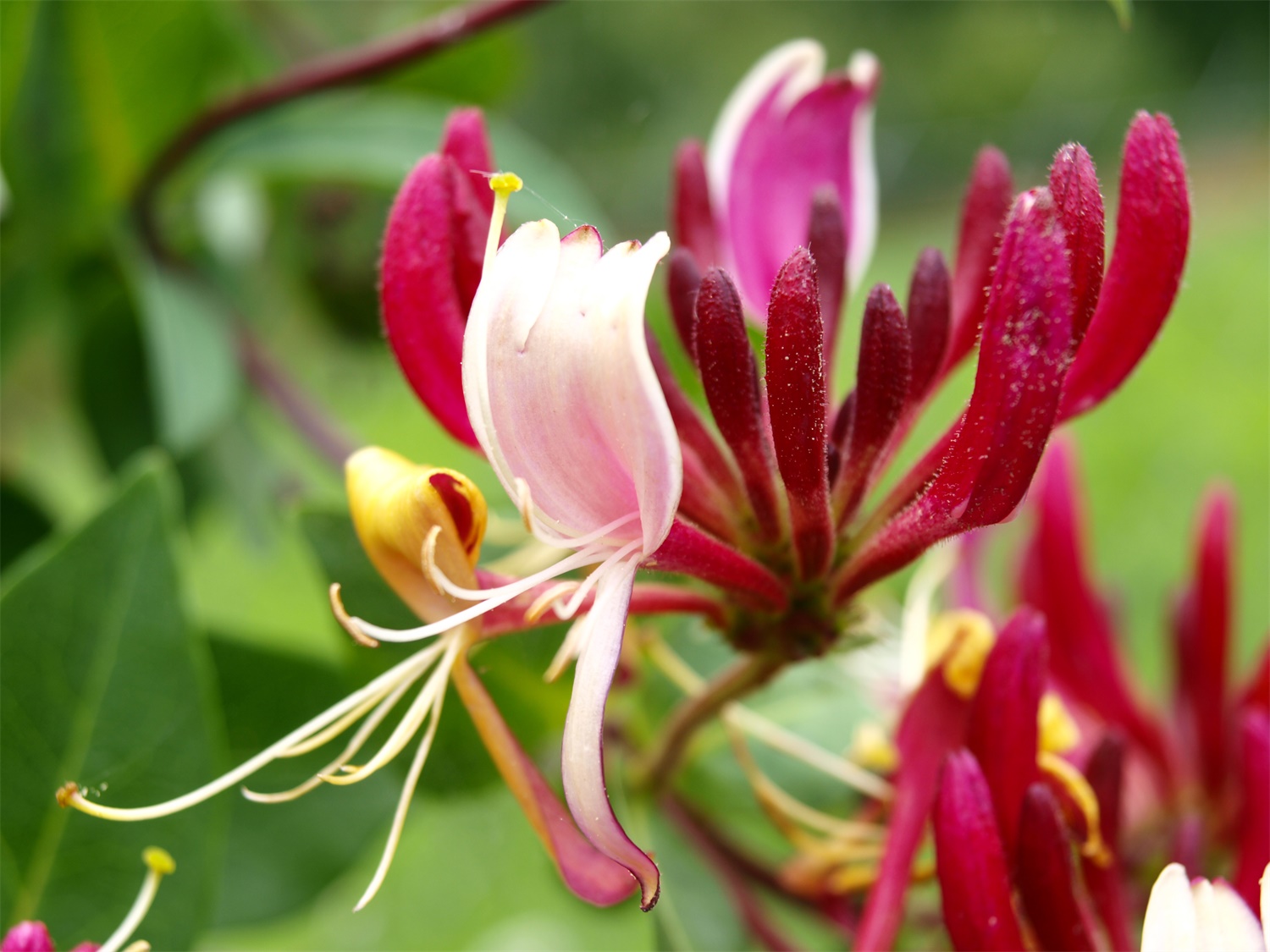 Honeysuckle