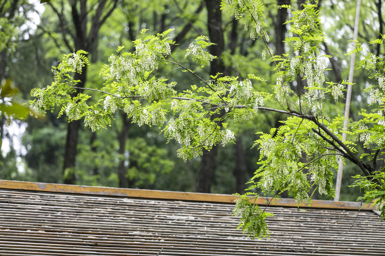 pagoda tree