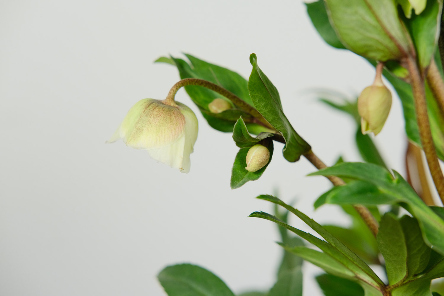 Hellebore