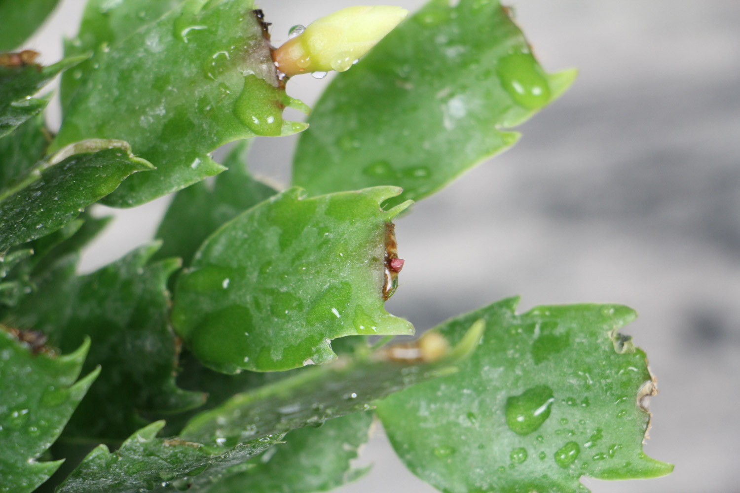 crab cactus