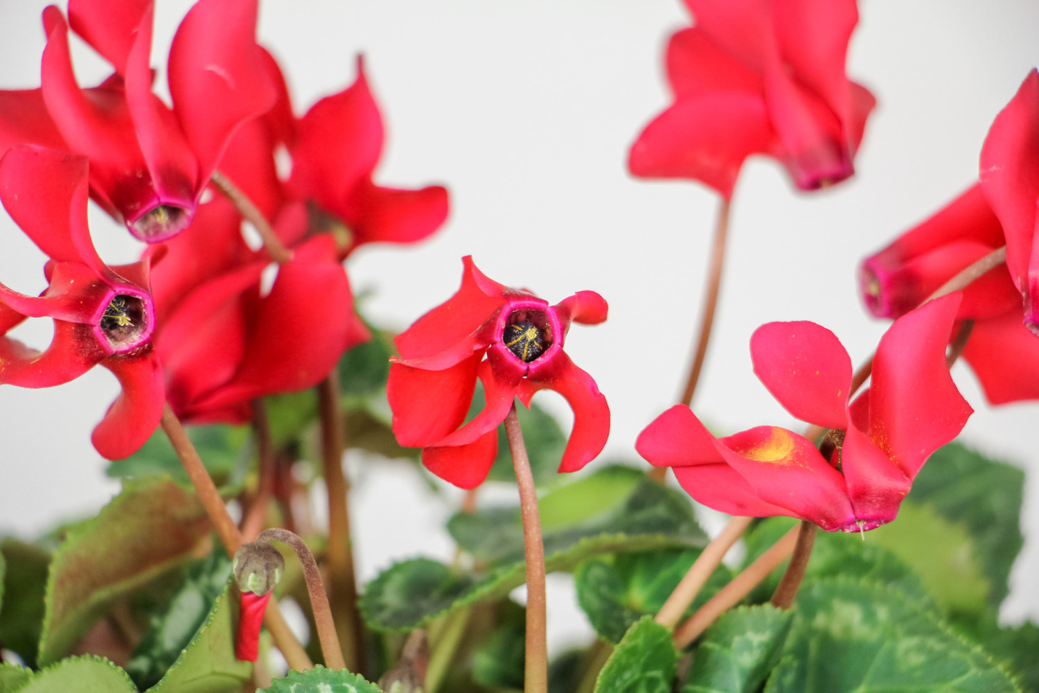 Cyclamen