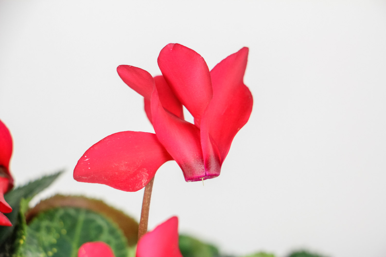 Cyclamen