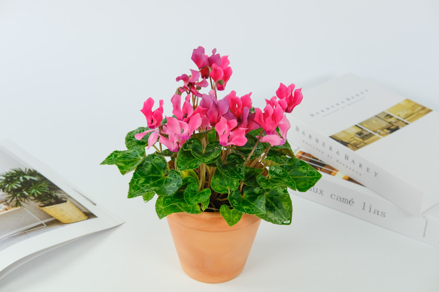 Cyclamen