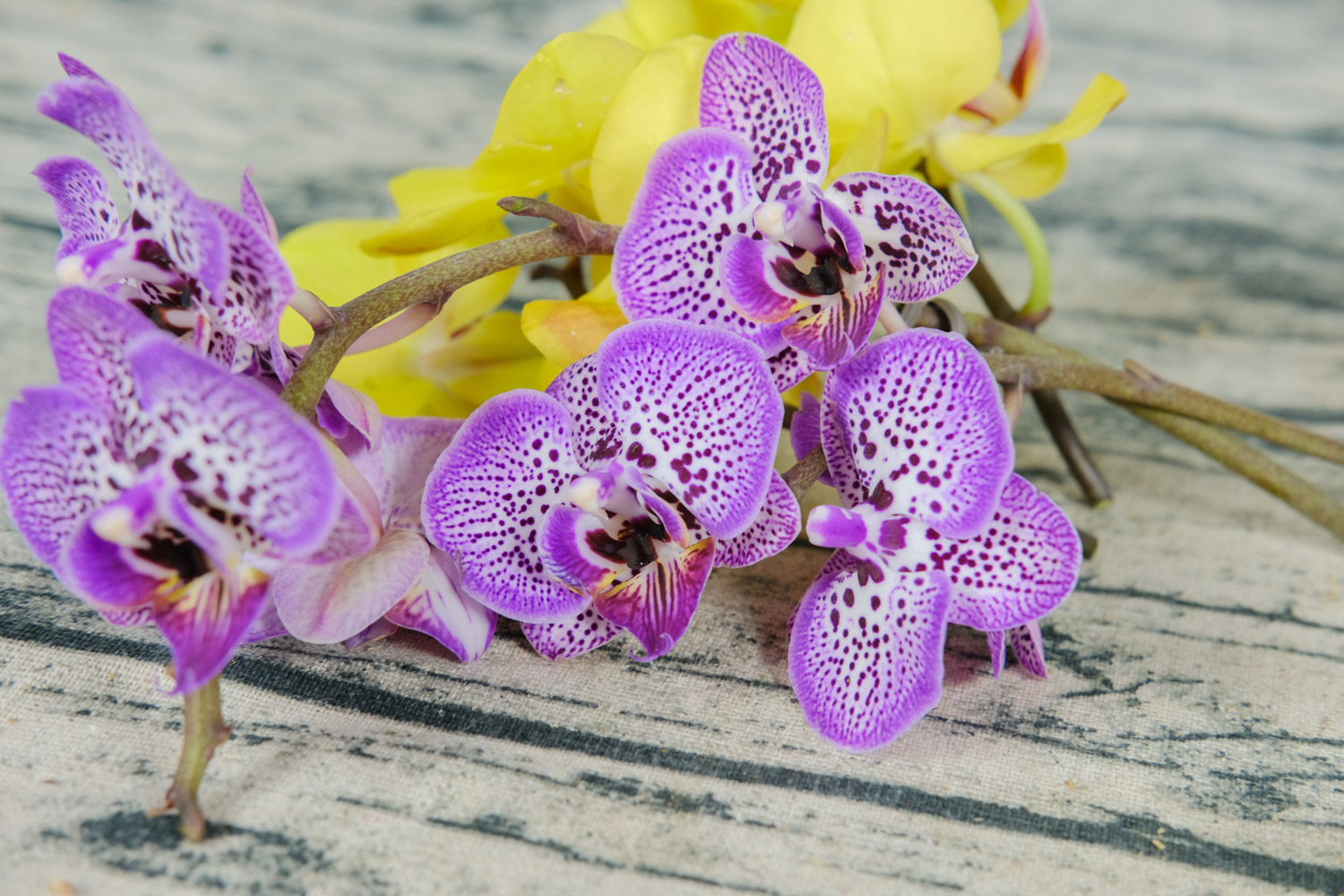 moth orchid