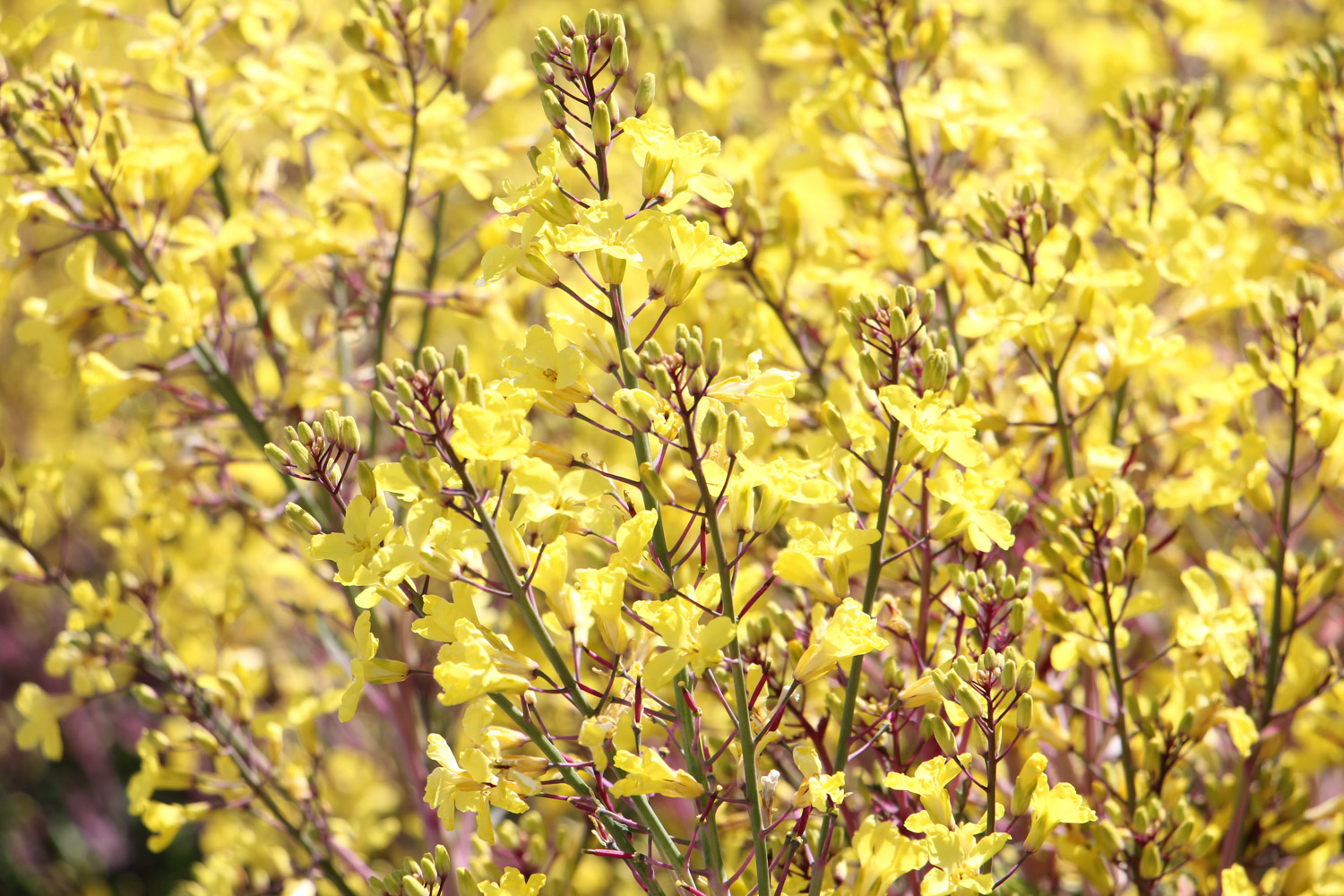 Forsythia suspensa