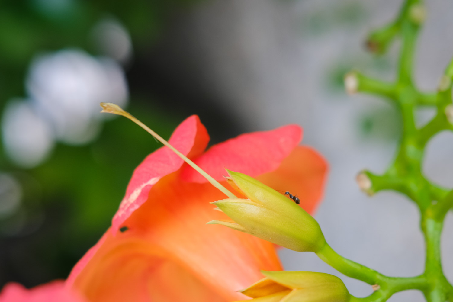 Chinese trumpet creeper