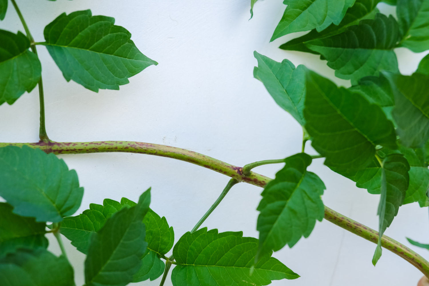 Chinese trumpet creeper