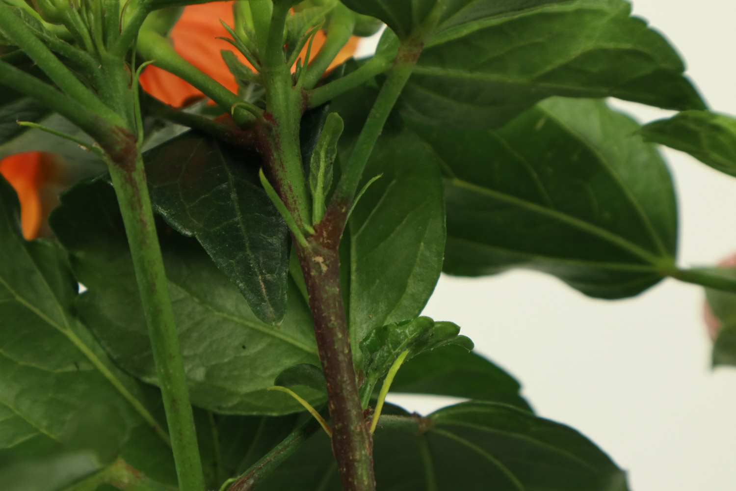 Hibiscus rosa sinensis