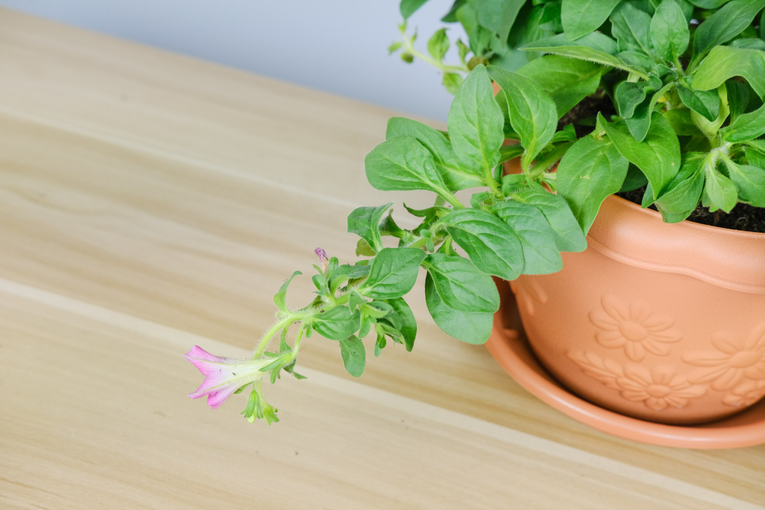 Petunia hybrida