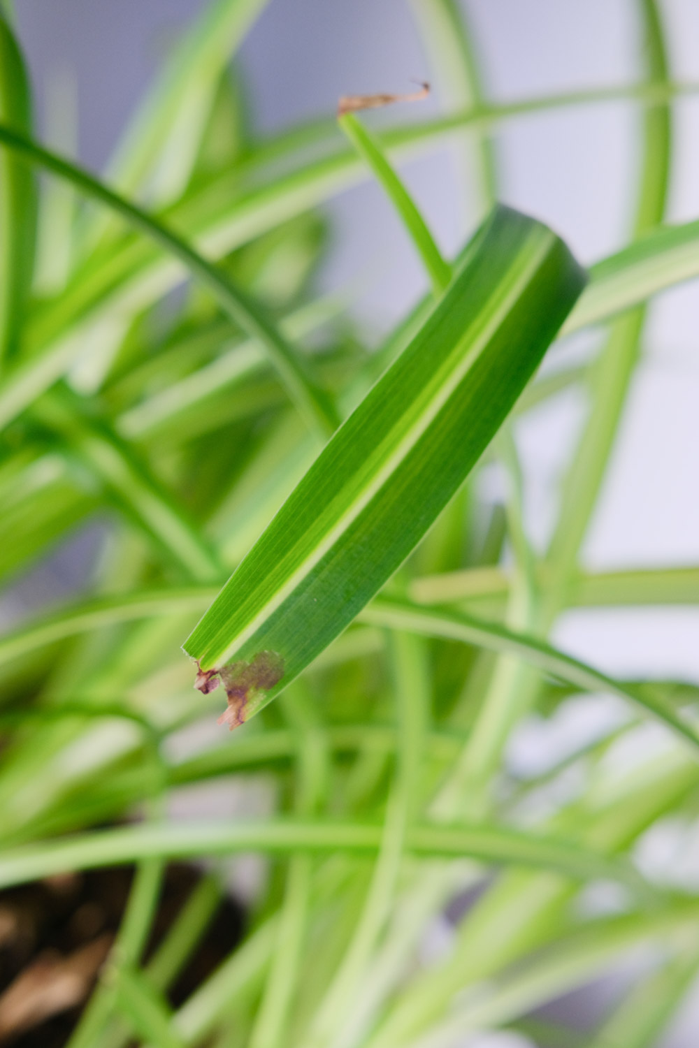 Chlorophytum