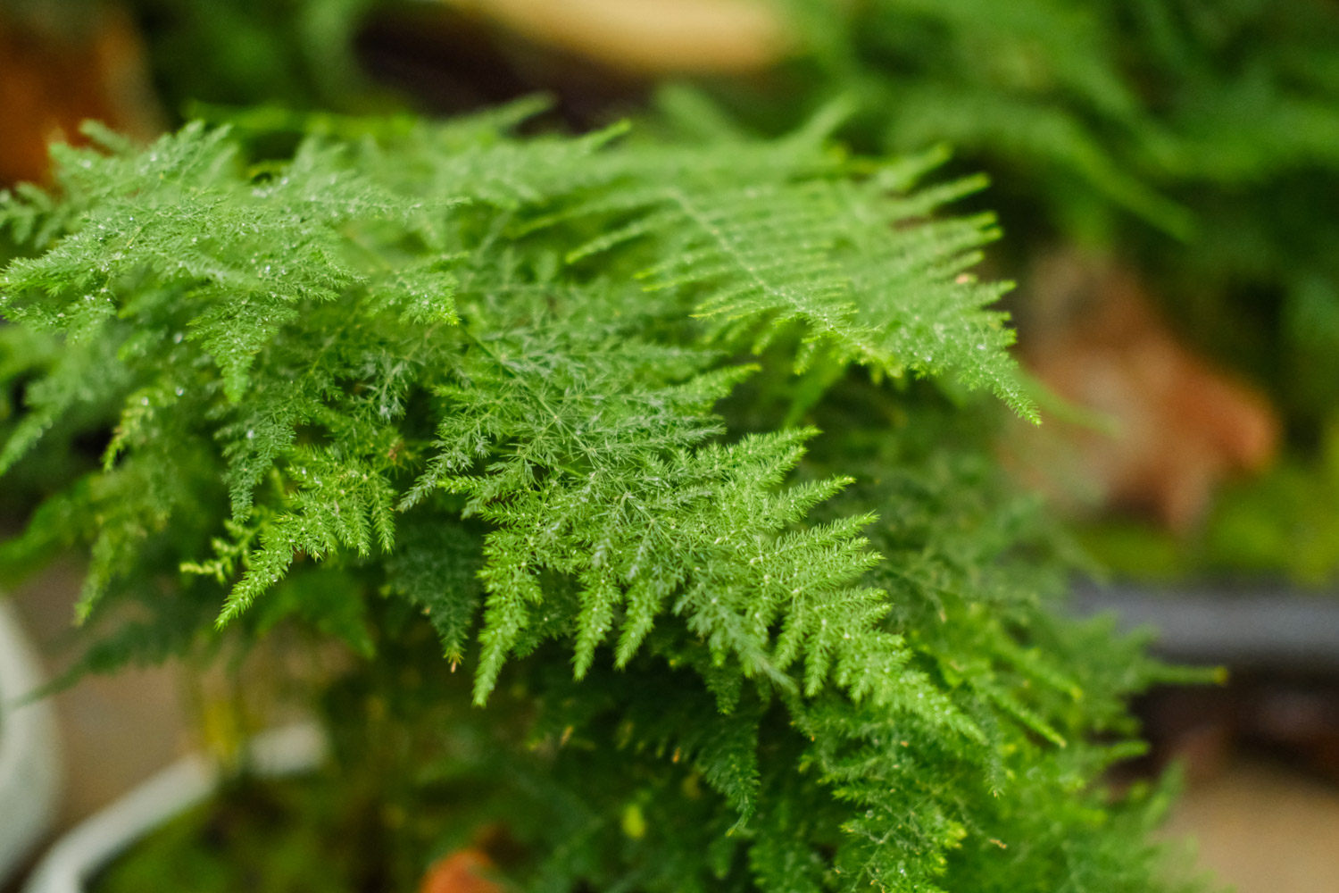 asparagus fern