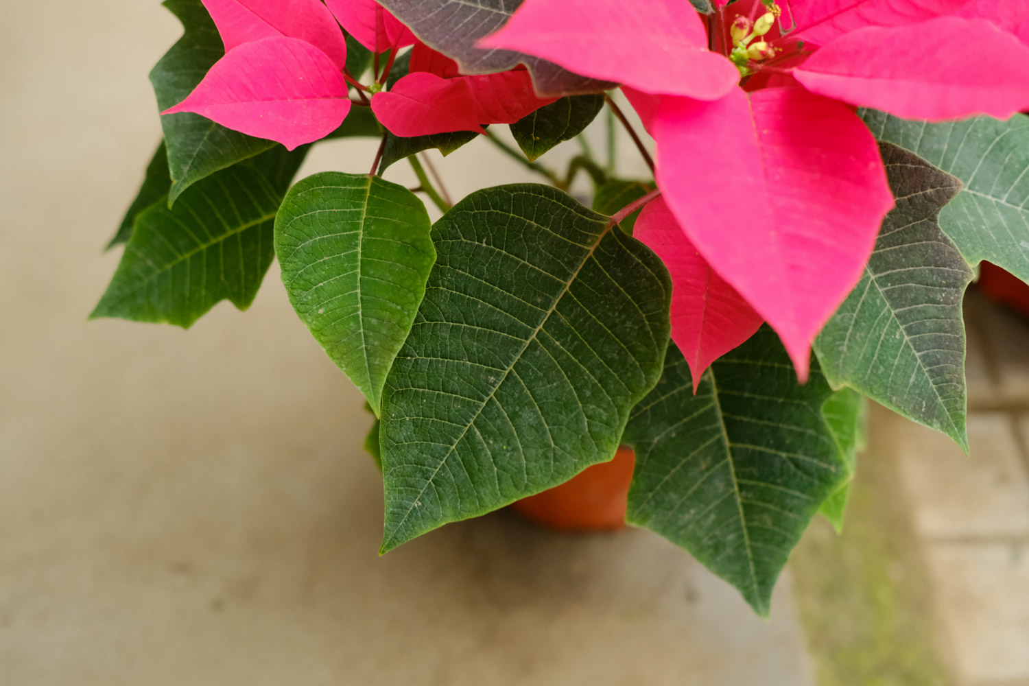 poinsettia