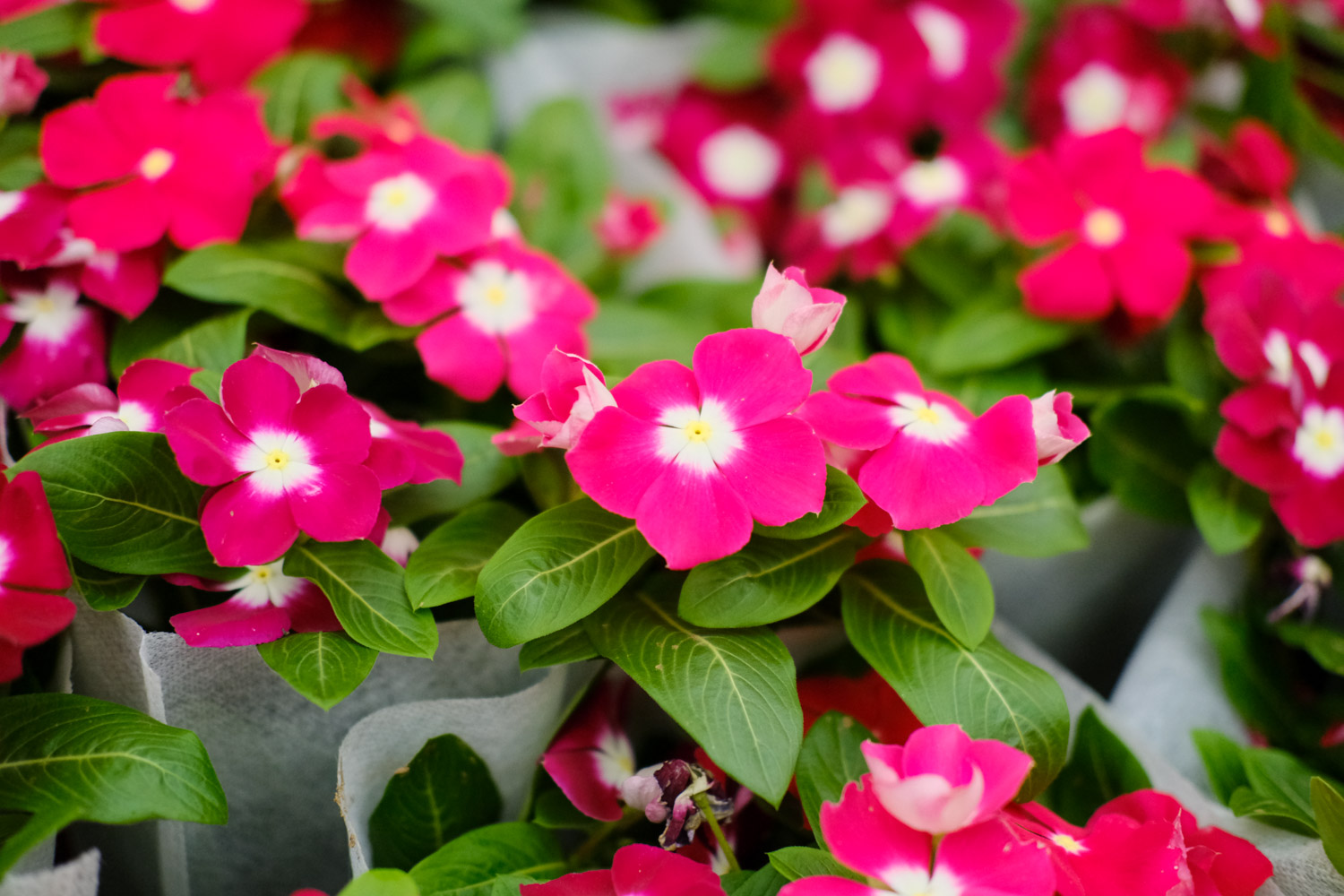 Madagascar rosy periwinkle