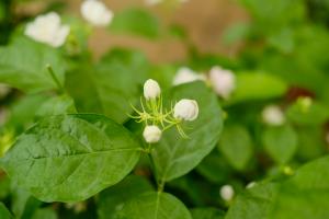 Plants with white flowers