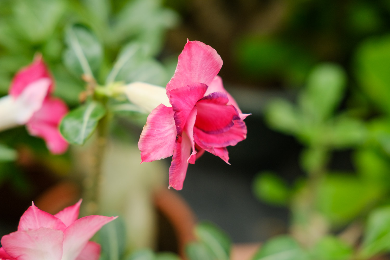 Adenium obesum