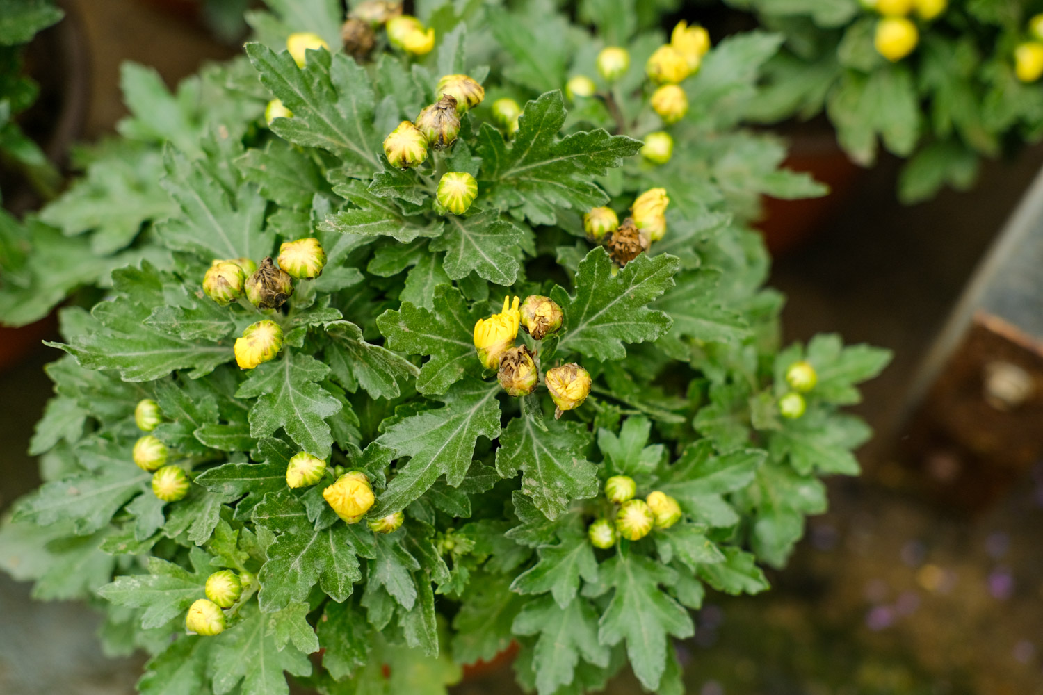 Chrysanthemum