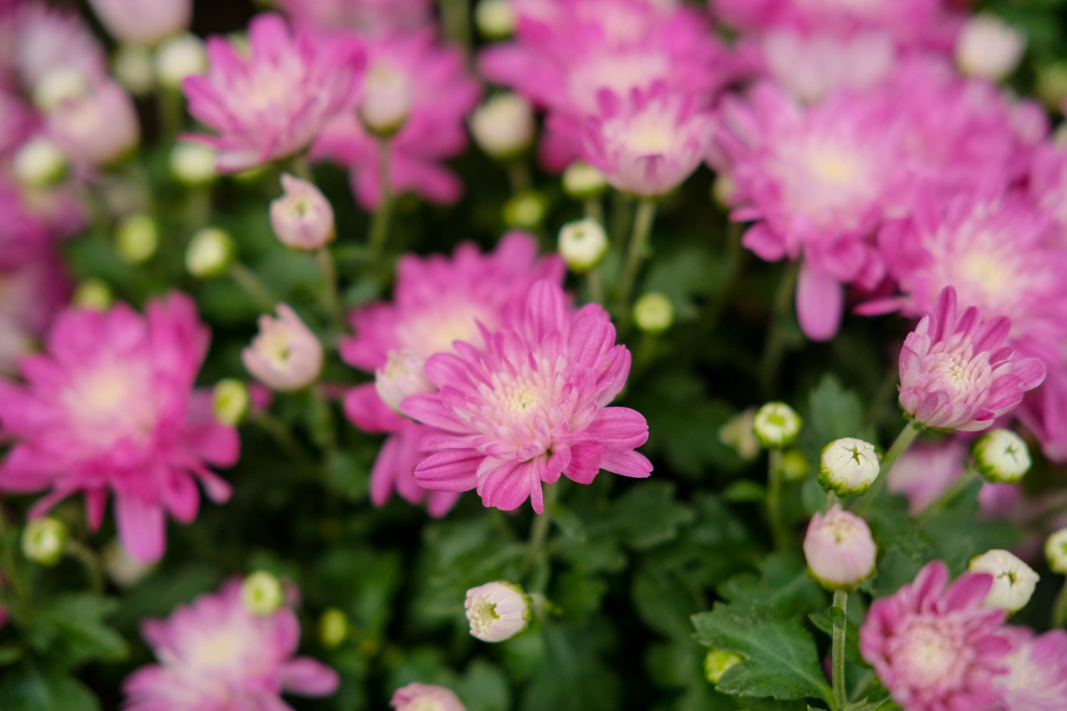 Chrysanthemum