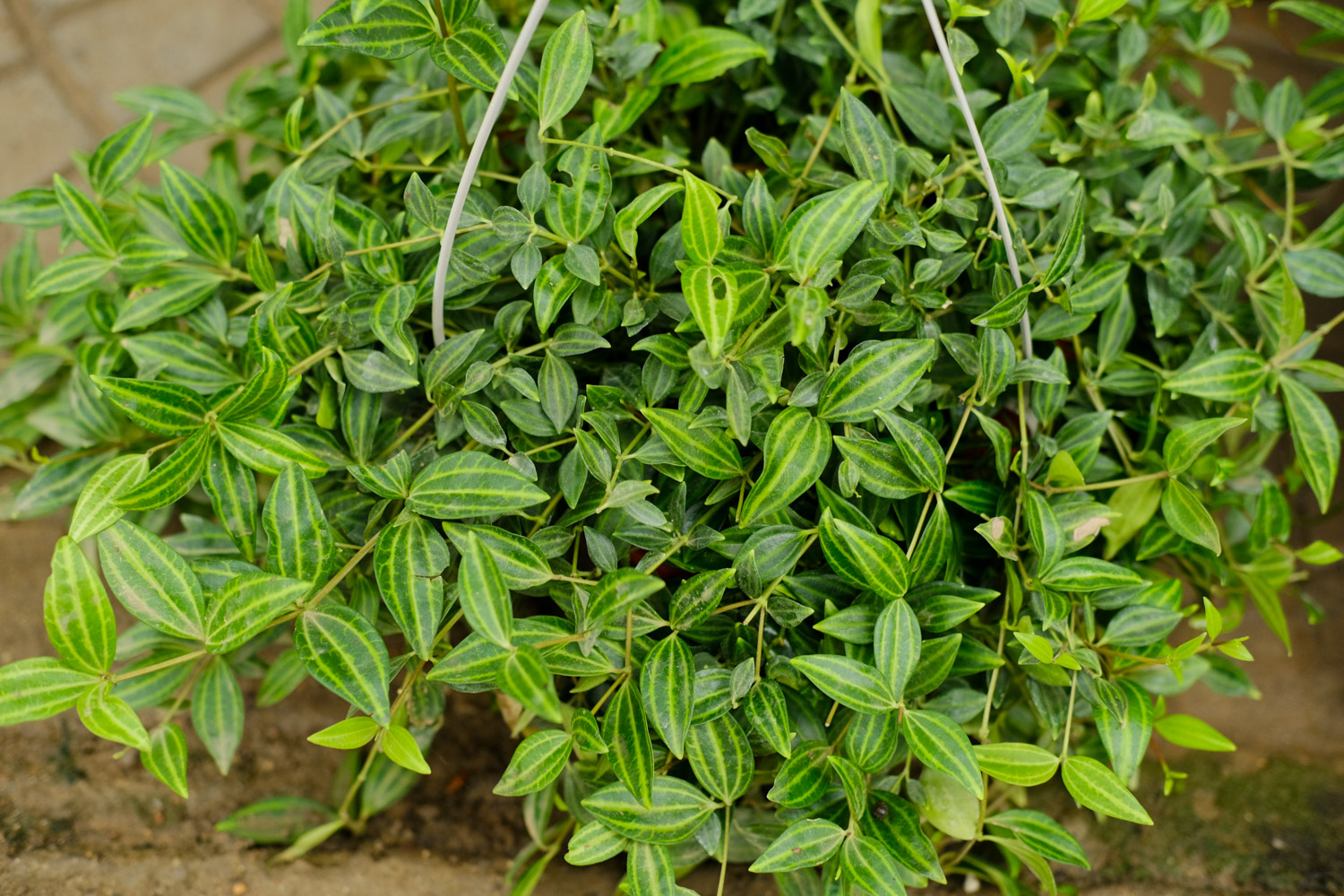 Peperomia puteolata