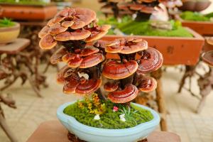 Ganoderma lucidum planting technology, with what soil