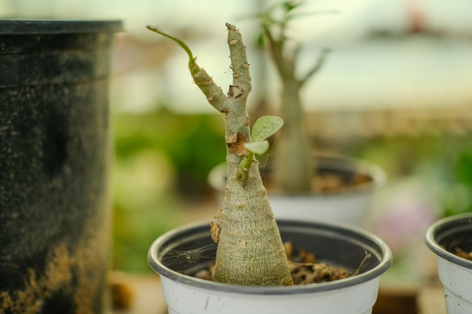 Adenium obesum