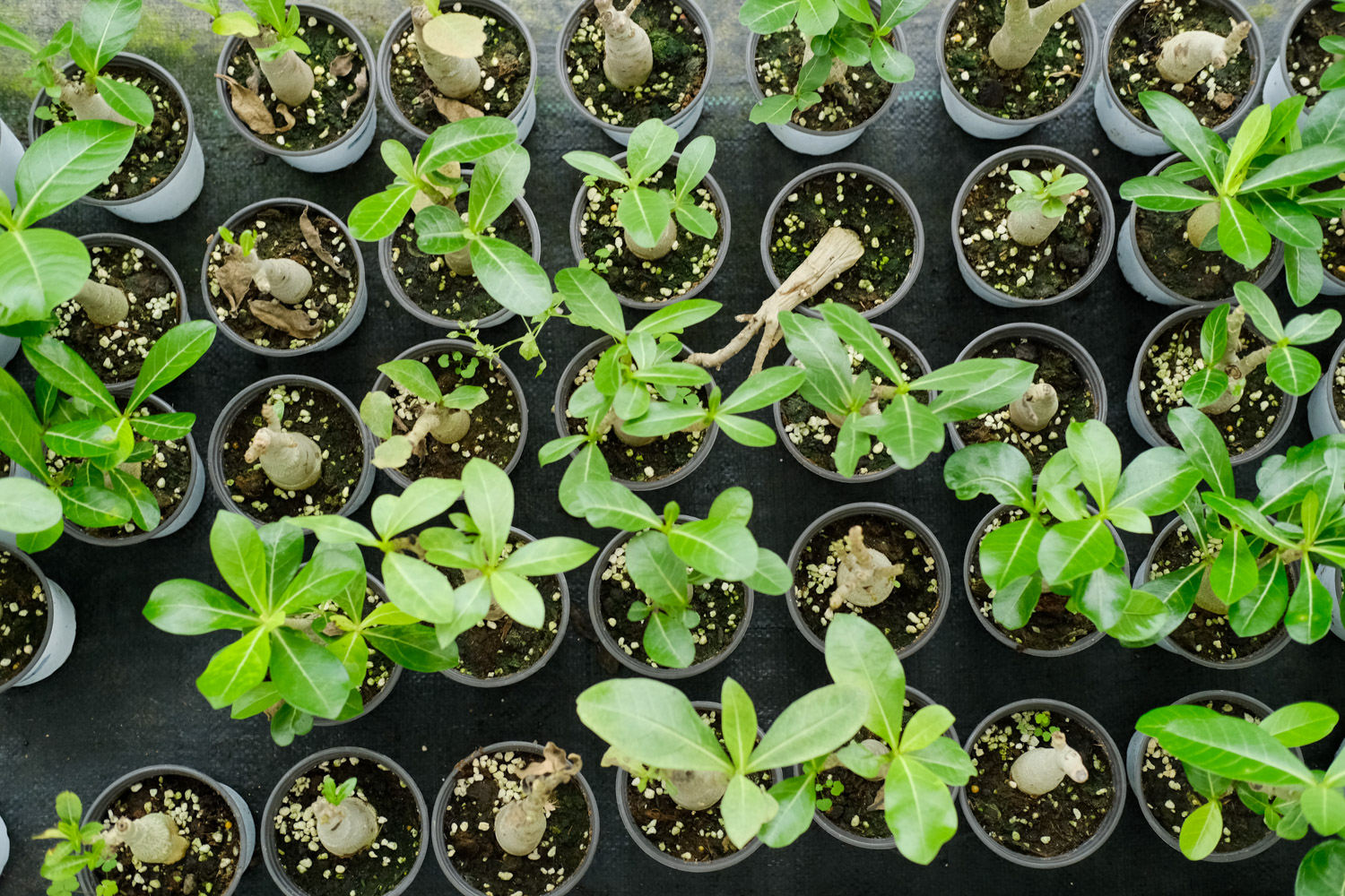 Adenium obesum