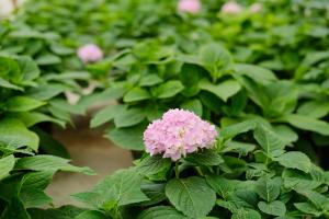 What flowers, city flowers and city trees are suitable for raising in Shanghai