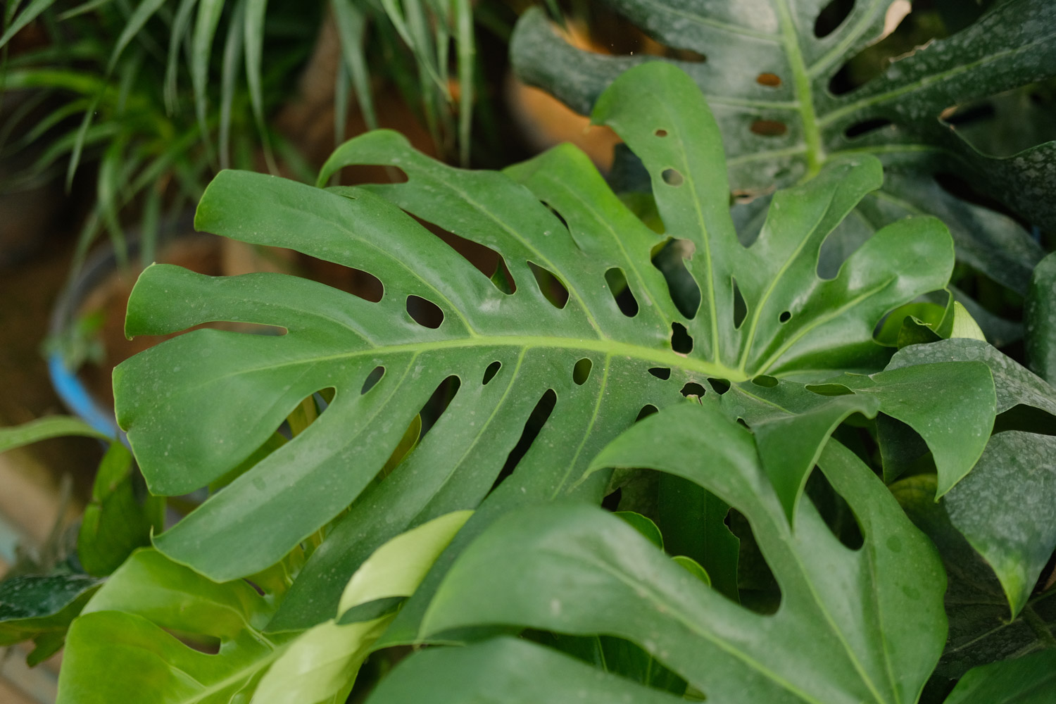 Phyllostachys pubescens